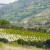 Cyprus: A Complete Wine Experience (Part 2)