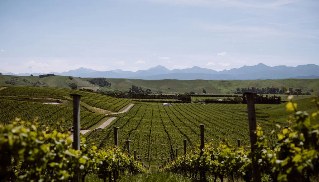 ORBIS VINI 2025, GRAND DEBUT: PART II — THE WHITE WINES | Articles & Know-how