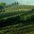 La Scolca: The Producer That Put Piemonte’s White Wines on the Map